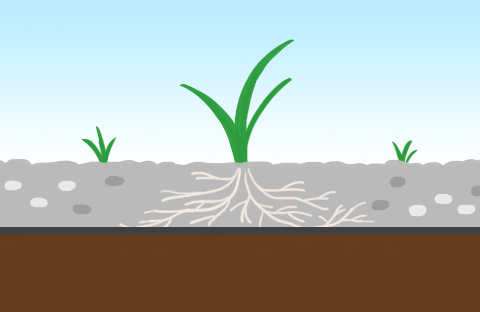 防根機能があるシートは根が防草シートを突き抜けない