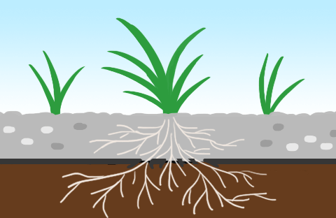 防根機能がないシートは根が防草シートを突き抜ける