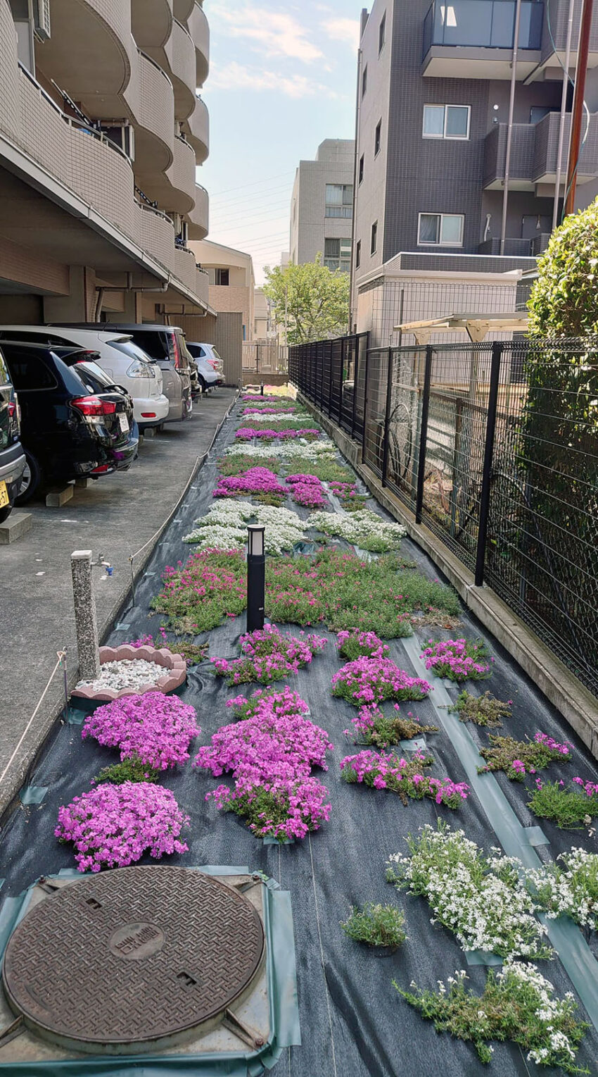 植栽してから1年2ヶ月後