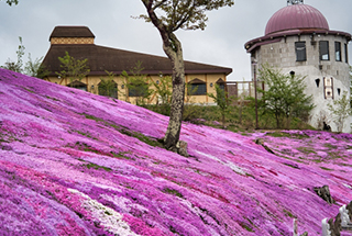 芝桜