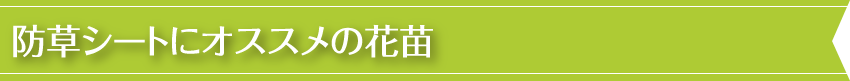 防草シートにオススメの花苗