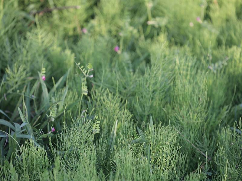 庭でよく見る雑草の駆除とその後の維持管理方法 防草シート専門店