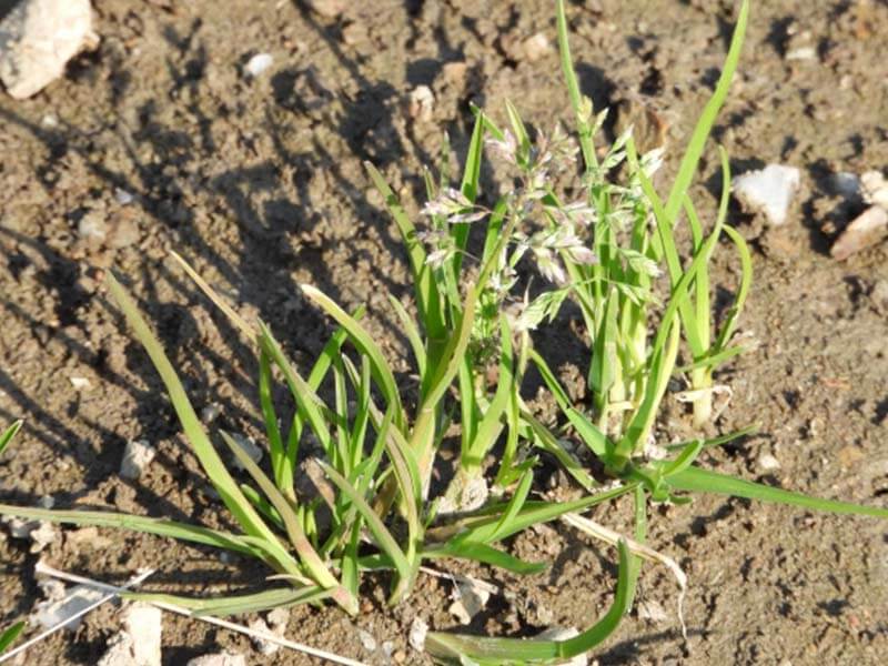 庭でよく見る雑草の駆除とその後の維持管理方法 防草シート専門店