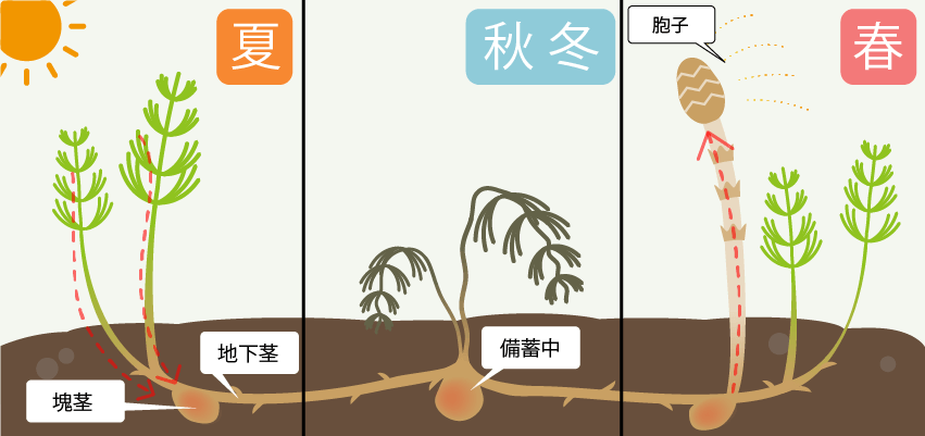 スギナの栄養循環の様子