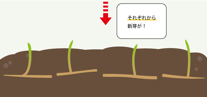 スギナの再生能力2