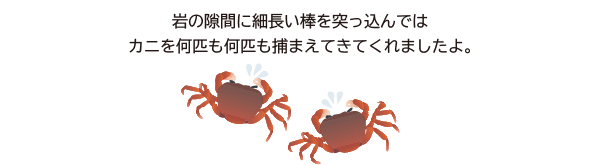 カニを何匹も何匹も