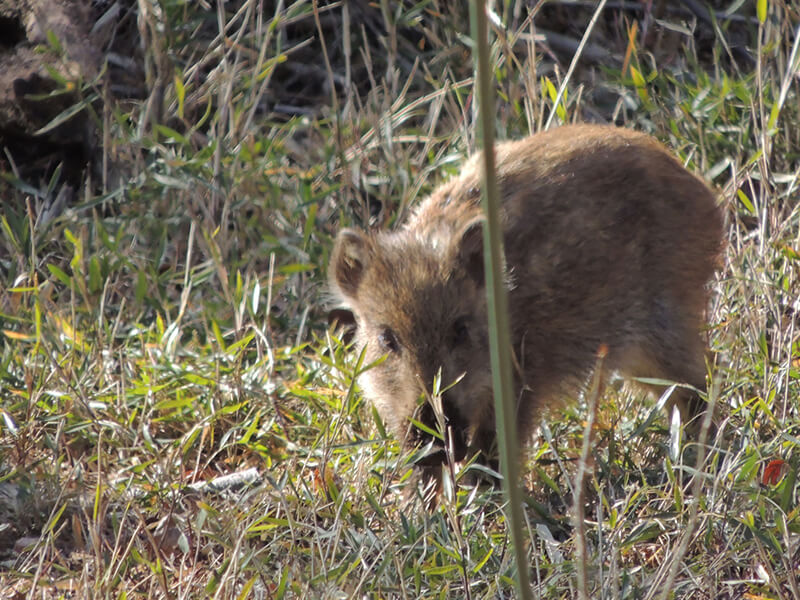 害虫や害獣の住処となる