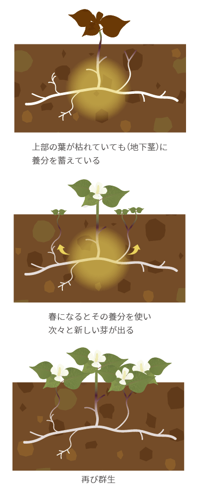 地下茎で増える