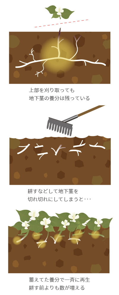 耕す前よりも増えてしまう