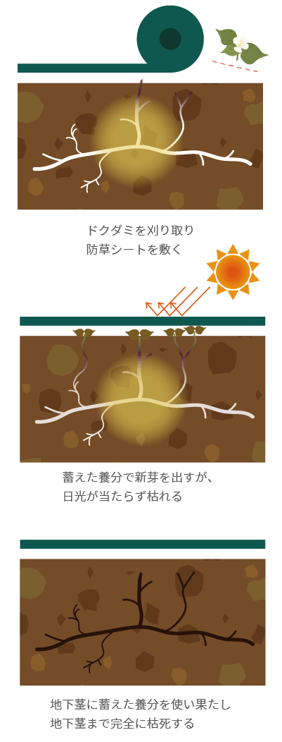 防草シートを敷いて日光を遮断し駆除する方法