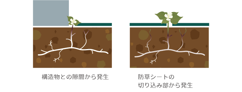 地下茎が生きている限り新芽を出し続けている