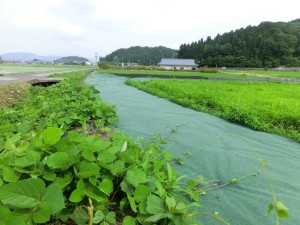 防草シートにクズが侵入してきた様子