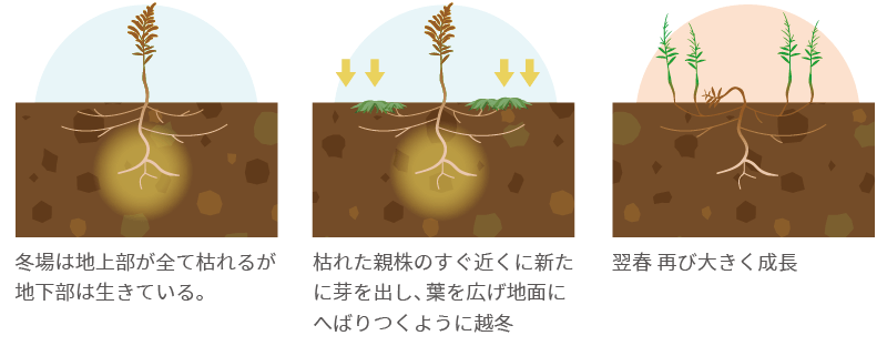 越冬して翌春に再び大きく成長するセイタカアワダチソウpc