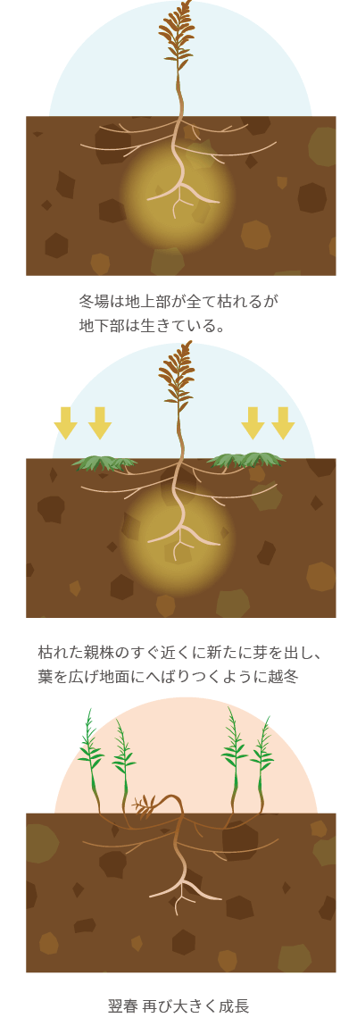 越冬して翌春に再び大きく成長するセイタカアワダチソウsp