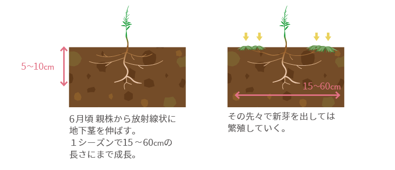 地下茎による繁殖pc