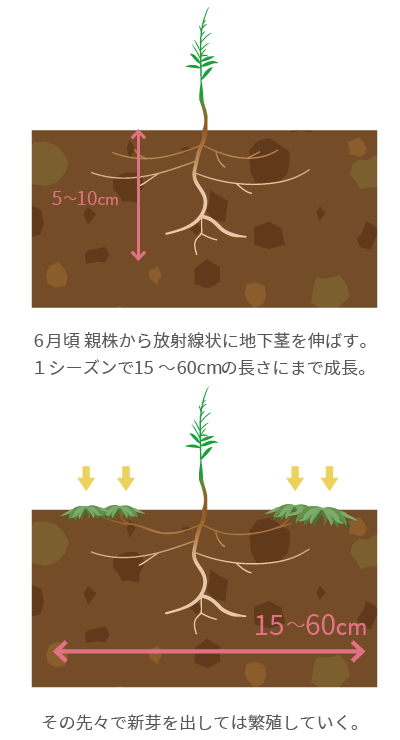 地下茎による繁殖sp