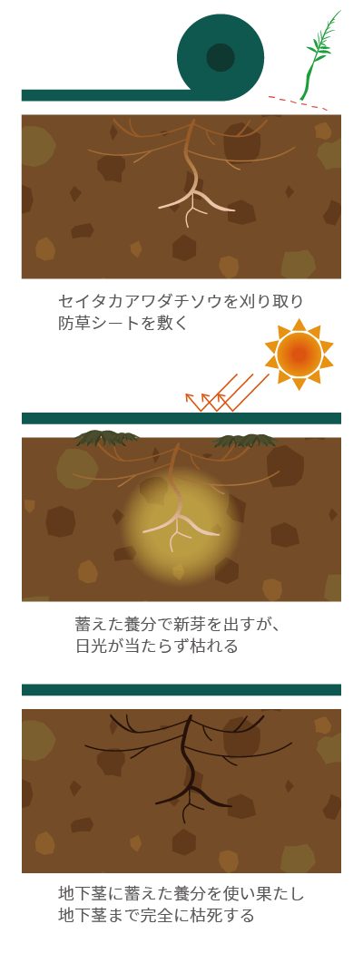 防草シートによる駆除sp