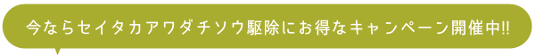 今ならセイタカアワダチソウ駆除に