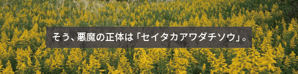  悪魔の正体は「セイタカアワダチソウ」