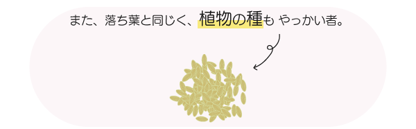 植物の種も やっかい者