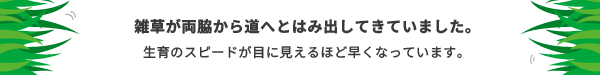 雑草が両脇から道へとはみ出してきていました