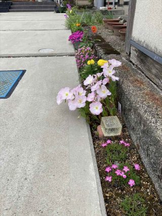 花壇の雑草対策事例（防草シート「砂利下専用草なしシート」施工1年後）