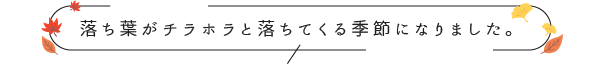 落ち葉がチラホラと落ちてくる季節になりました