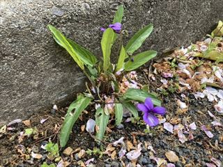 目地の雑草スミレ