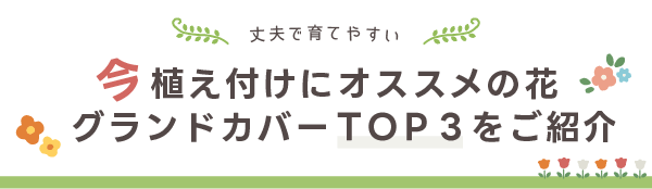 グランドカバーＴＯＰ３