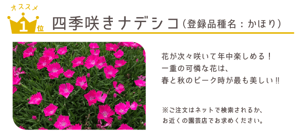 四季咲きナデシコ
