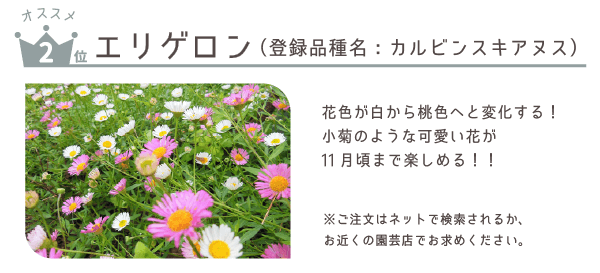 エリゲロン