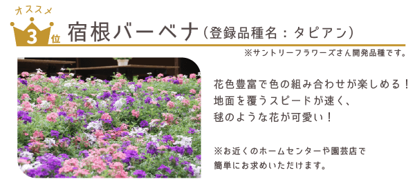 宿根バーベナ
