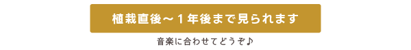 植栽直後～1年後まで見られます