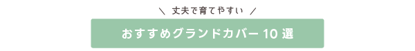 おすすめグランドカバー10選