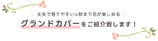グランドカバーをご紹介致します