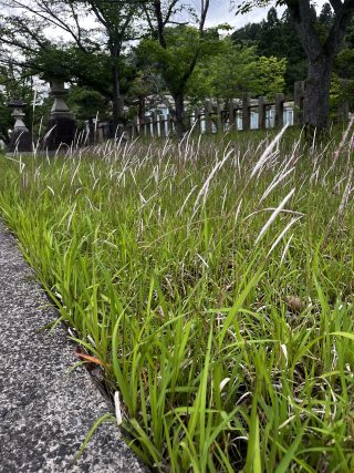 チガヤの群生地