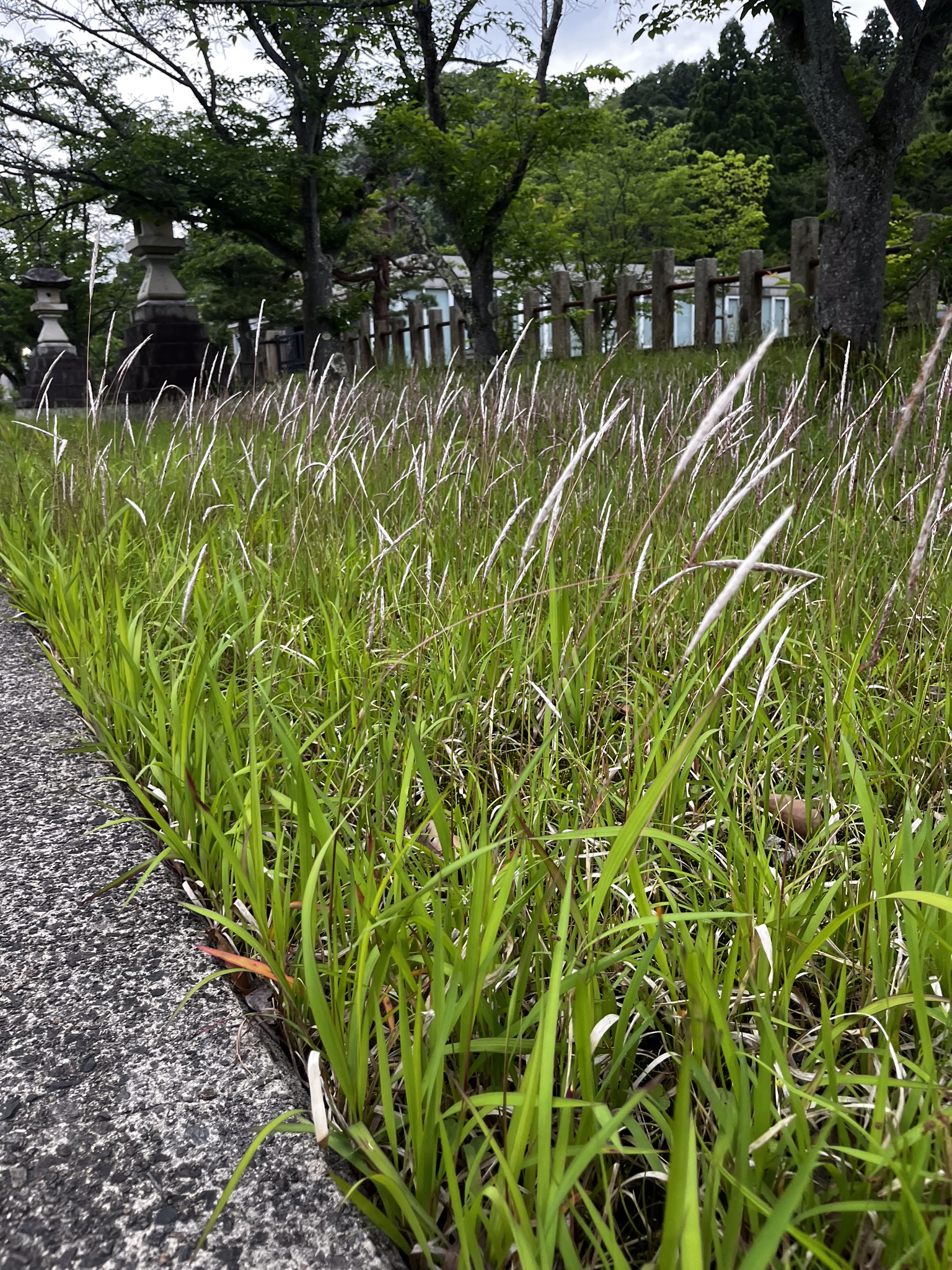 出芽貫通力最強の雑草「チガヤ」がまもなく拡散されます - 防草シート専門店 防草シートドットコム