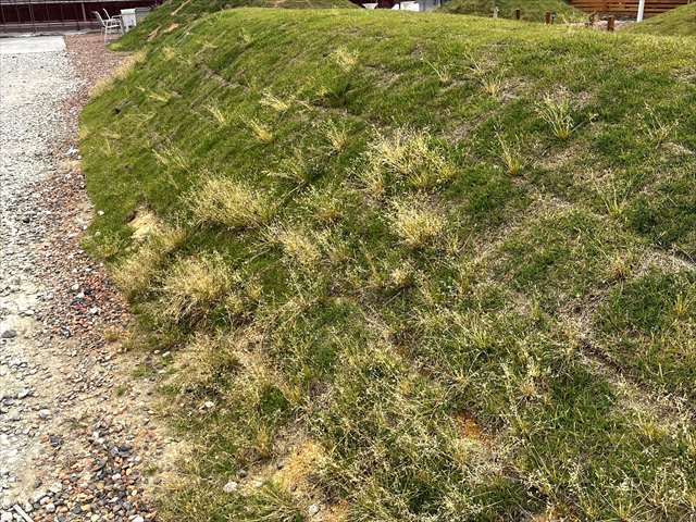 盛土（土手）に天然芝を張ってある事例