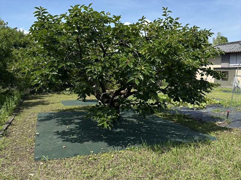 【イシパ様】畑・家庭菜園の雑草対策事例