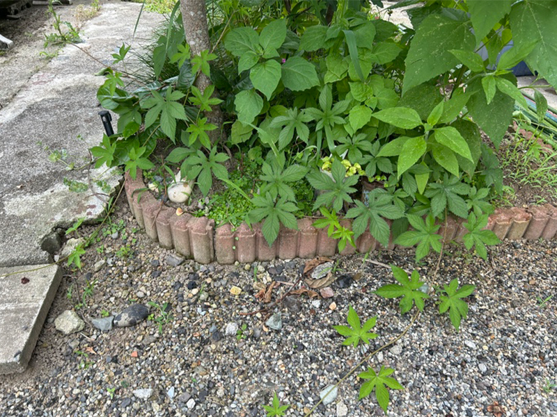 庭の花壇からは元気なカナムグラ