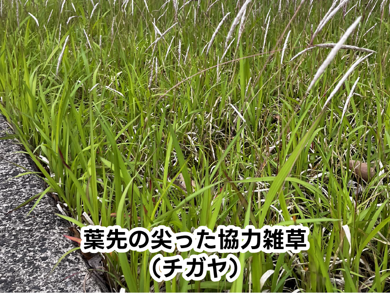 葉先の尖った強力雑草チガヤ