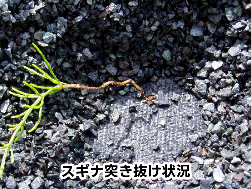 スギナ突き抜け状況