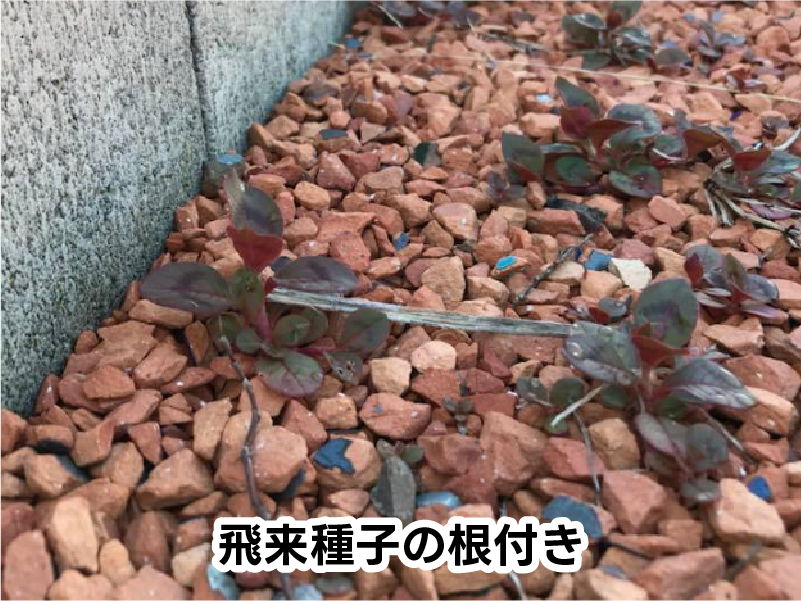 飛来種子の根付き