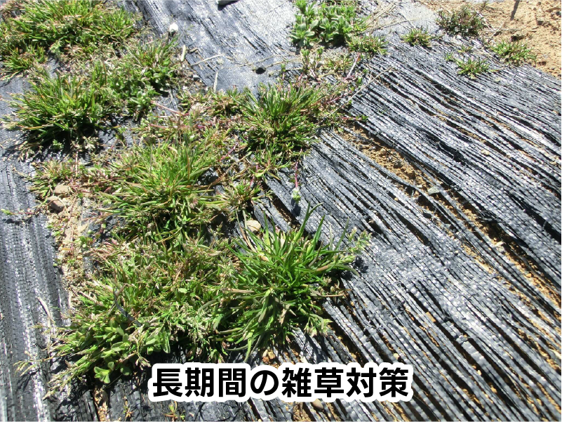長期間の雑草対策