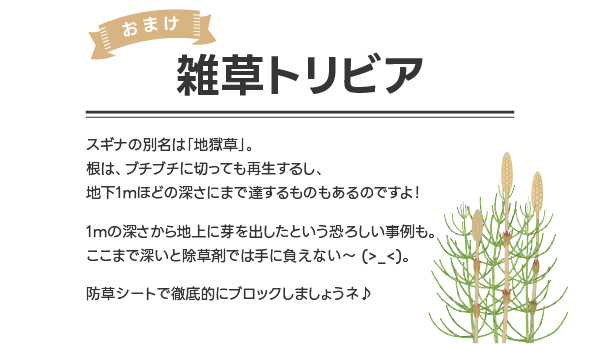 雑草トリビア