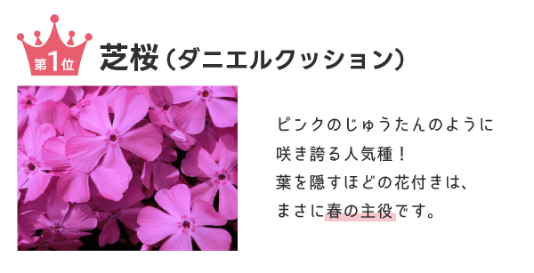 芝桜