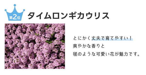 タイムロンギカウリス