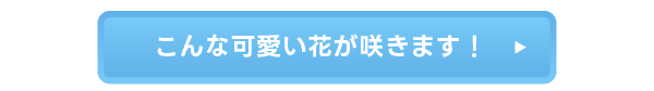 こんな可愛い花が咲きます