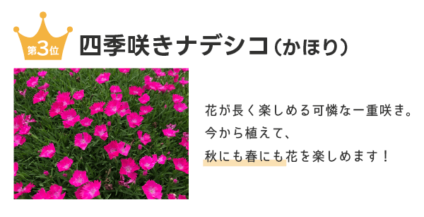 四季咲きナデシコ