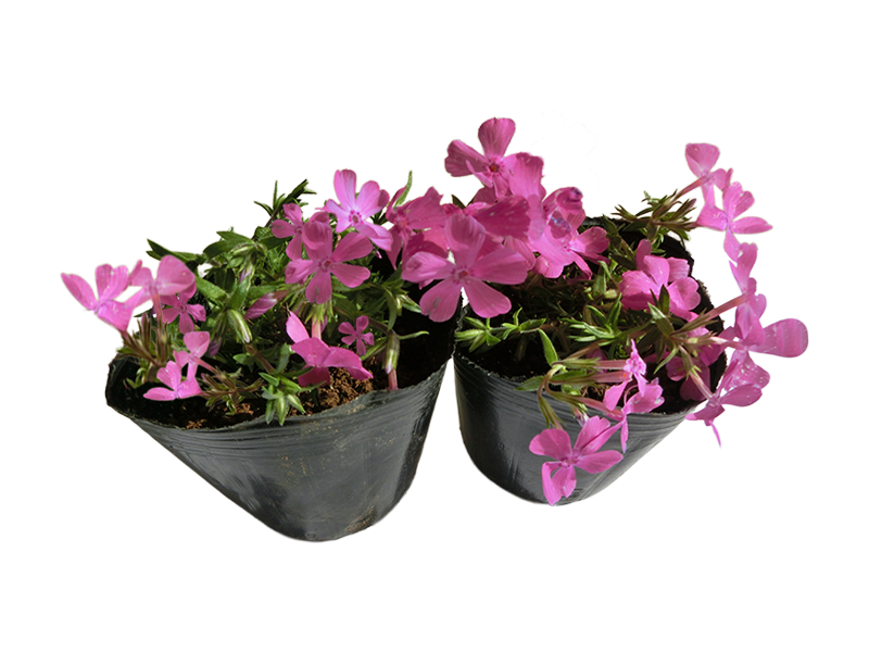 花苗